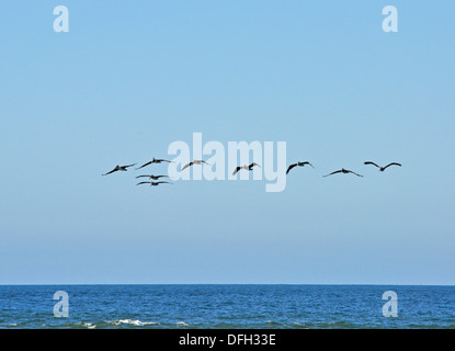 Gregge di pellicani marroni, Pelecanus occidenentalis, volare lungo la costa del Pacifico Foto Stock