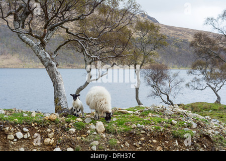 Pecora e agnello, sulle rive di Loch Ba sul Benmore station wagon, Isle of Mull Foto Stock