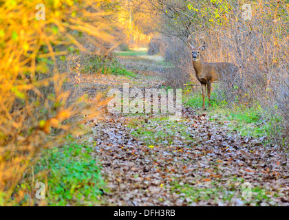 Culbianco Deer Buck in piedi in un campo. Foto Stock