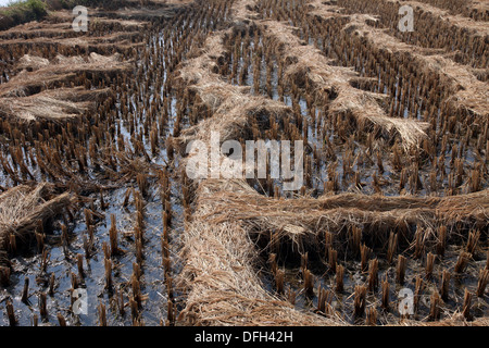 Campo di riso appena dopo la raccolta Foto Stock