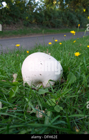 Calvatia gigantea, 'puffball gigante", che cresce su una banchina verga, Inghilterra, Settembre Foto Stock