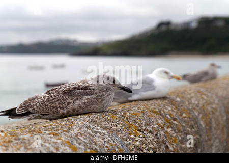 Tre gabbiani reali hunkered giù sul Molo di St Ives, Cornwall Foto Stock