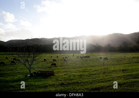 Pecore in un campo di aljezur Foto Stock