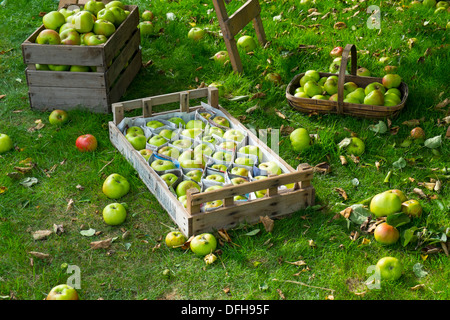 Bramley mele, vassoi e trug di appena raccolto mele, Inghilterra, Ottobre Foto Stock