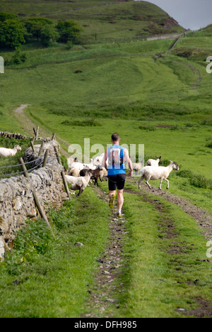 Cadde runner in direzione verso Mam Tor nel Derbyshire Peak District, England Regno Unito Foto Stock