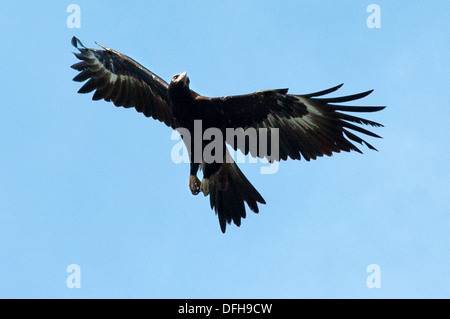 Cuneo-tailed Eagle, Whitsundays, Queensland, Australia Foto Stock