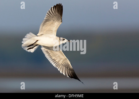 Ridendo Gabbiano (Larus atricilla) in volo con piumaggio invernale - Baia di Sarasota, Florida. Foto Stock