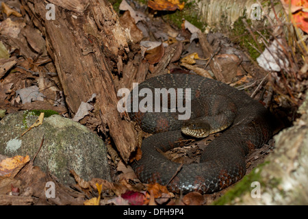 Northern watersnake - Nerodia sipedon Foto Stock