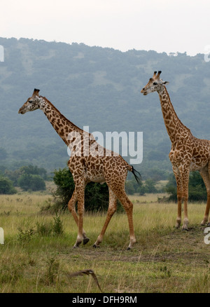 Giraffa camelopardalis Giraffa Northern Akagera National Game Park Ruanda Africa centrale Foto Stock