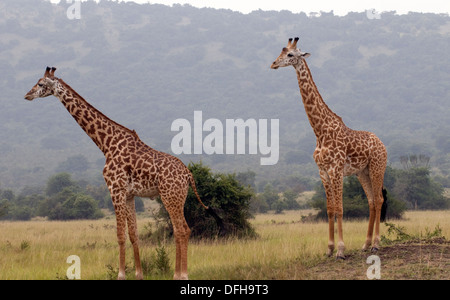 Giraffa camelopardalis Giraffa Northern Akagera National Game Park Ruanda Africa centrale Foto Stock