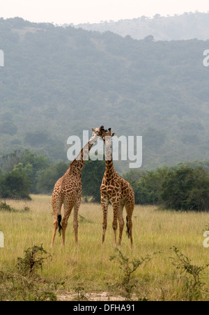 Giraffa camelopardalis Giraffa Northern Akagera National Game Park Ruanda Africa centrale Foto Stock