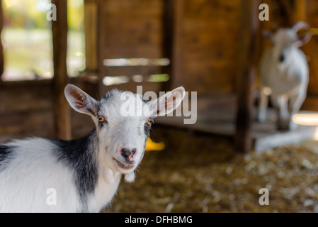 Capra alpina nel capannone in una fattoria in Pennsylvania Foto Stock