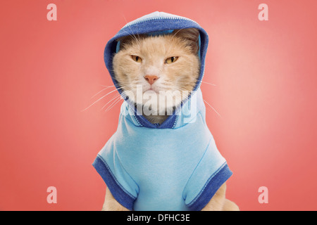 Ritratto in studio di zenzero cat indossa due toni di blu felpa hoodie con Foto Stock