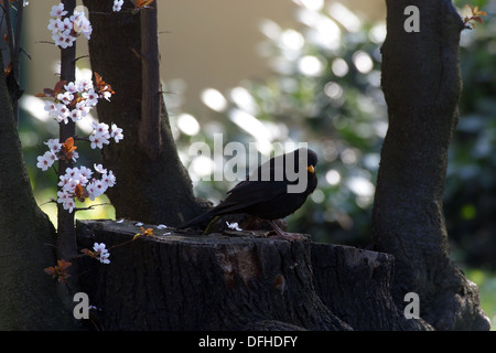 Chiusa fino foto di Blackbird in piedi su un ceppo di albero Foto Stock