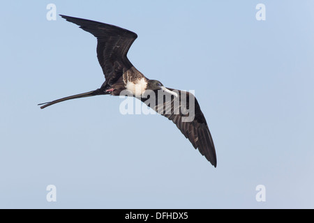 Magnifica Frigatebird (Fregata magnificens) femmina - North Seymour, Isole Galapagos. Foto Stock