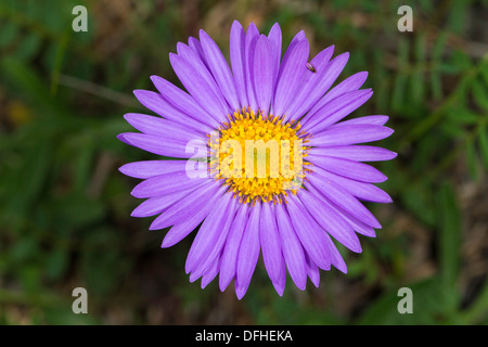 Alpine Aster (Aster alpinus) Foto Stock