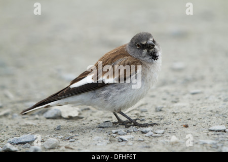 Bianco-winged Snowfinch (Montifringilla nivalis) Foto Stock