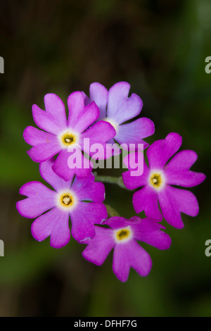 Birdseye Primula (Primula farinosa) Foto Stock