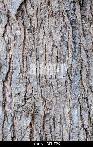 Texture - una corteccia di un vecchio albero Foto Stock