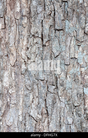 Texture - una corteccia di un vecchio albero Foto Stock