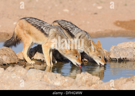 Nero-backed sciacalli (Canis mesomelas), bere a waterhole, Kgalagadi Parco transfrontaliero, Northern Cape, Sud Africa e Africa Foto Stock