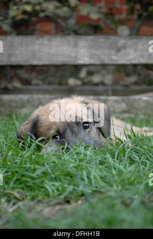 Amore di cucciolo Foto Stock