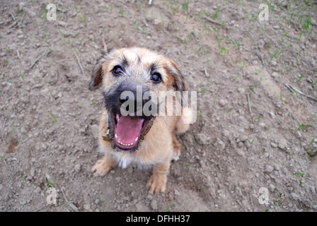 Maliziosa fanciulla cuccioli a piedi Foto Stock