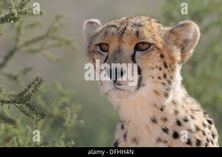 Cheetah, Acinonyx jubatus, Kgalagadi Parco transfrontaliero, Northern Cape, Sud Africa Foto Stock