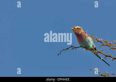 Lilla-breasted rullo (Coracias caudata), appollaiato su un ramoscello, Kgalagadi Parco transfrontaliero, Northern Cape, Sud Africa e Africa Foto Stock