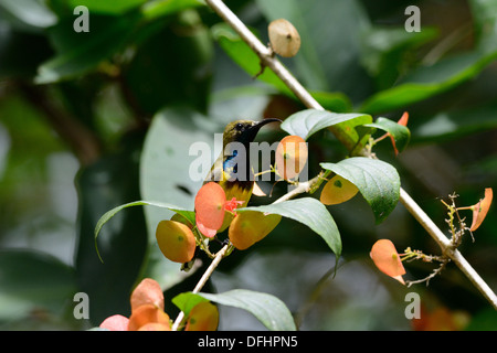 Bel maschio oliva-backed Sunbird (Nectarinia jugularis) a tree top Foto Stock