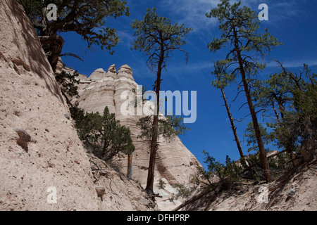 Ponderosa Pine lungo la fessura Canyon Trail in tenda Kasha-Katuwe Rocks National Monument, Nuovo Messico. Foto Stock