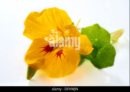 Fioritura freschi Fiori i Nasturzi Foto Stock