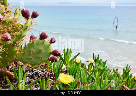 Fioritura cactus della Spiaggia Valdevaqueros Foto Stock