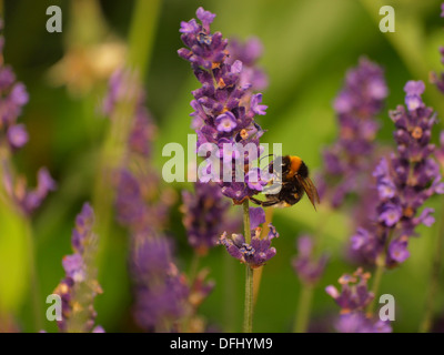 Bumble Bee sulla Lavanda Foto Stock