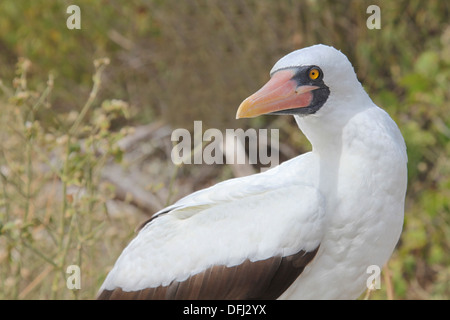 Nazca Booby (Sula granti) ritratto - Isla de la Plata, Ecuador. Foto Stock