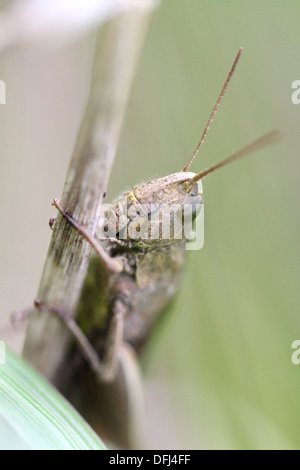 Brown grasshopper siede in erba Foto Stock