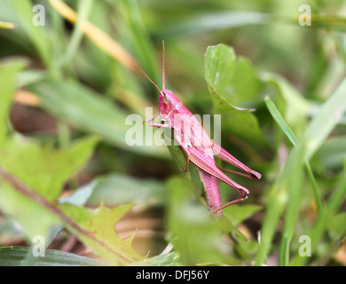 Rosa grasshopper in erba Foto Stock