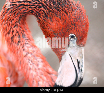 fenicotteri Foto Stock