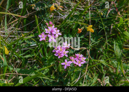 Comune, Centaury Centaurium erythraea, fiori selvatici, Dorset, Inghilterra Foto Stock