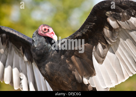 Avvoltoio della Turchia Foto Stock