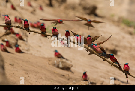 Sud del Carmine i gruccioni (Merops nubicoides) appollaiato su un ramo Foto Stock