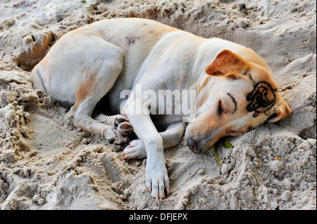 Tailandia isole e spiagge - un cane con tatuaggio sopracciglia di dormire sulla spiaggia di Sai Kaew (Koh Samet, Thailandia) Foto Stock