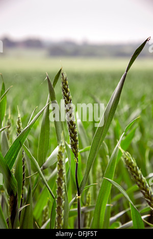 Il raccolto di grano in crescita in campi di Essex Foto Stock