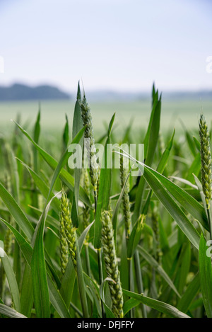 Il raccolto di grano in crescita in campi di Essex Foto Stock