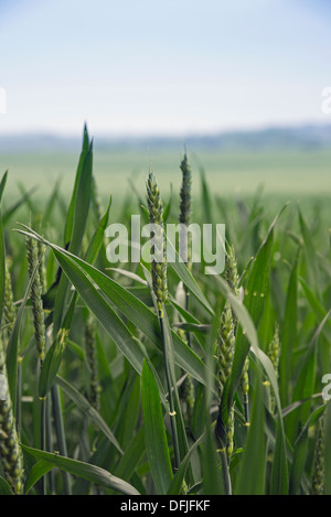 Il raccolto di grano in crescita in campi di Essex Foto Stock