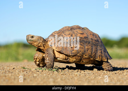 Leopard o mountain tartaruga (Stigmochelys pardalis), Sud Africa Foto Stock