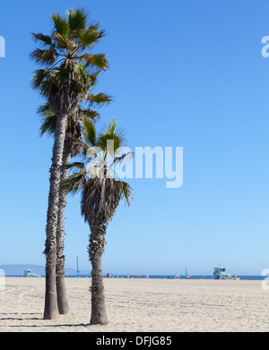 Le palme sulla spiaggia di Santa Monica - Los Angeles - durante una giornata di sole con un perfetto cielo blu Foto Stock