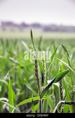 Il raccolto di grano in crescita in campi di Essex Foto Stock