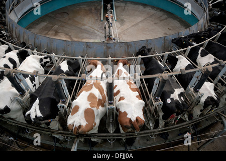 Rotary una sala mungitura di mungere le mucche da latte su una farm REGNO UNITO Foto Stock