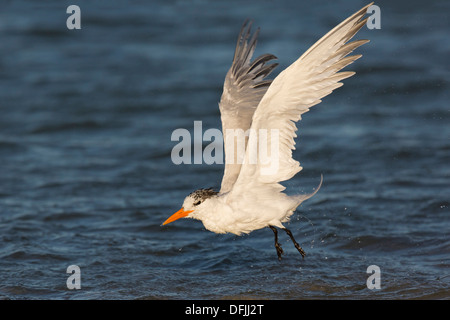Royal Tern (Thalasseus maximus) in volo - Fort Desoto, Florida. Foto Stock